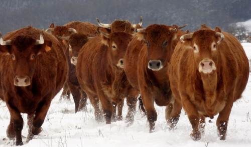 Essentials to Keep Cattle Healthy and Happy Through Winter