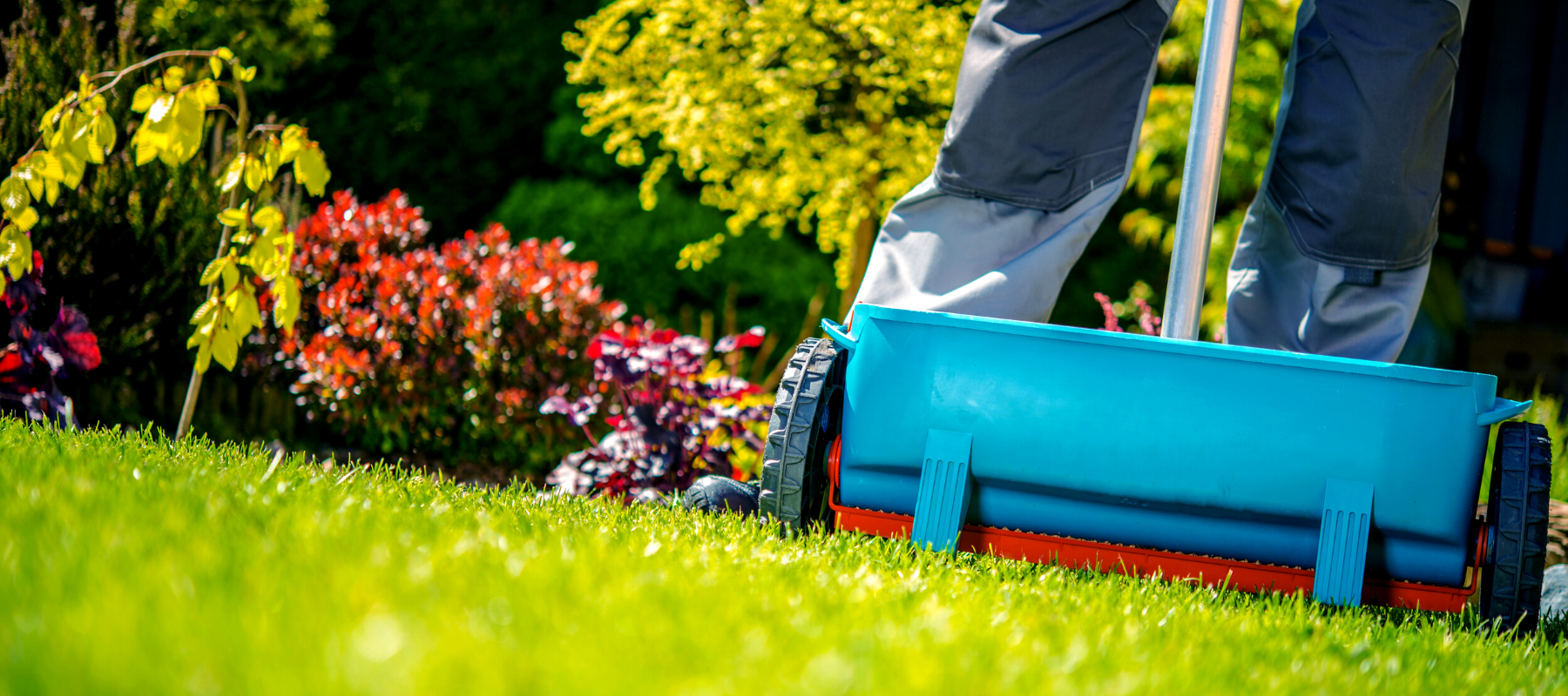 push fertilizer spreader on lawn shrubs in the background