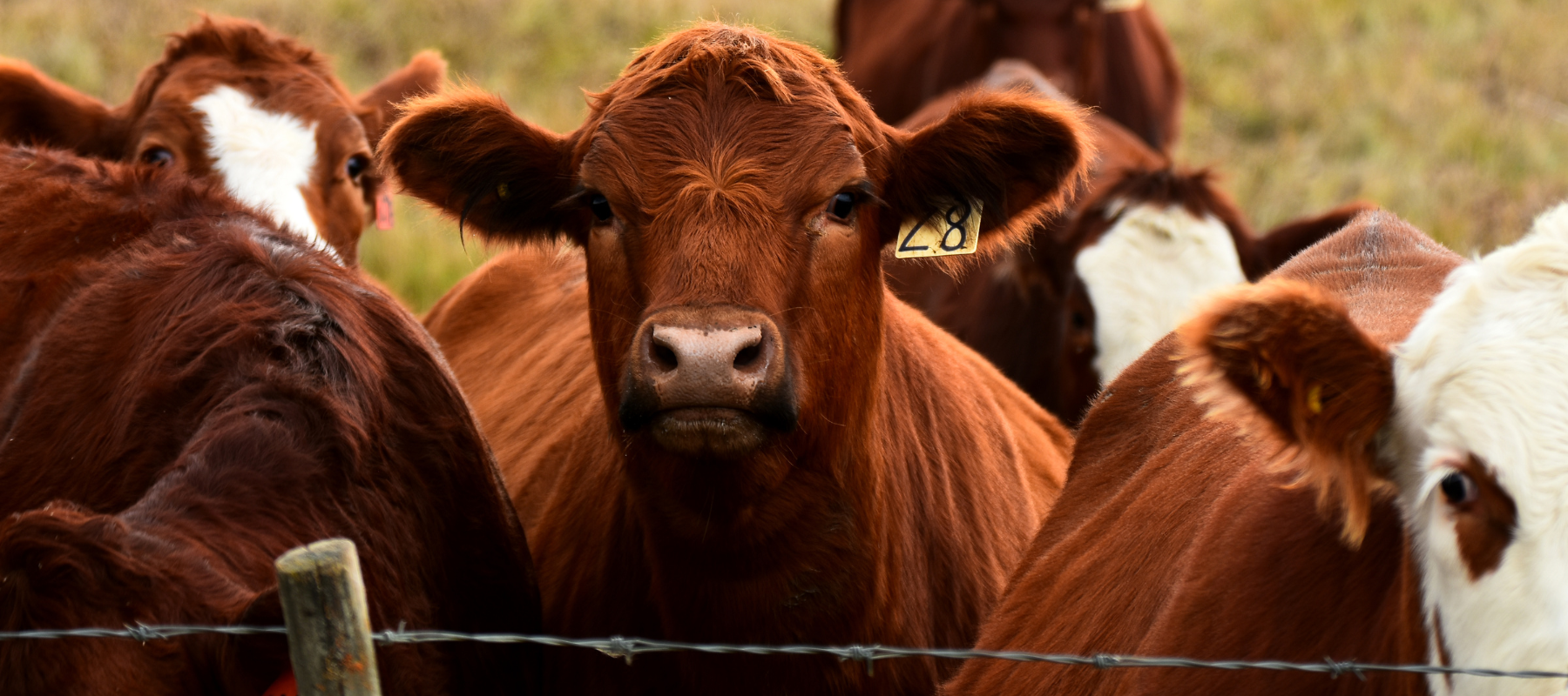 Red Angus and Hereford cattle looking directly at photographer from behind barbed wire fence.