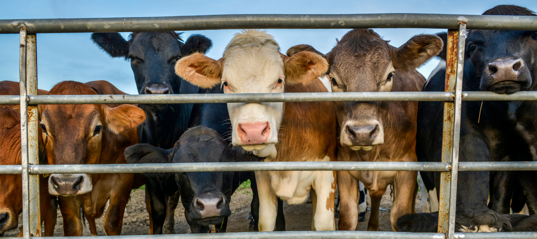 Herd of young beef cattle behind metal fence panels