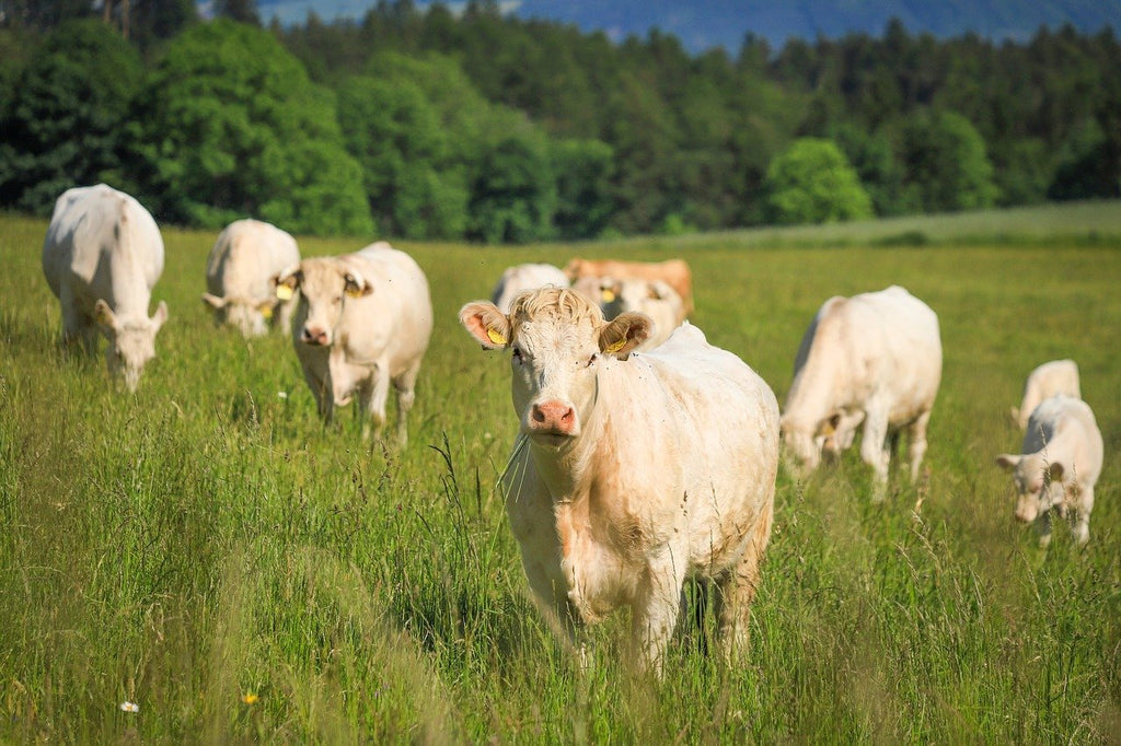 A Primer on Good Pasture Management