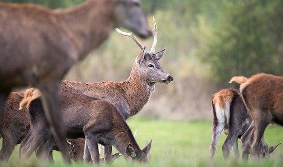 Everything You Need to Know About Deer Plots