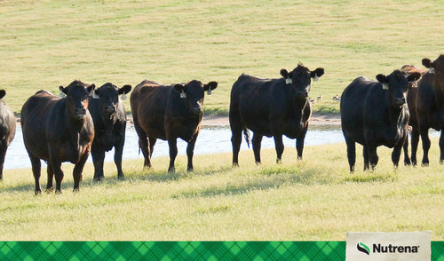 Diet and Nutrition for Cattle