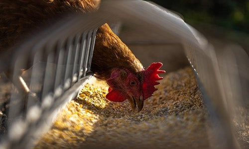 Chicken Feeds: They’re not all the same