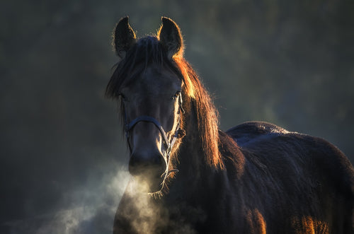 Prepare Your Horse for the Winter Months