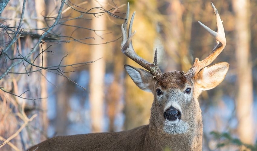 What Determines a Buck's Antler Size?