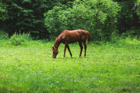 When to Feed Horse Ration (Diet) Balancers