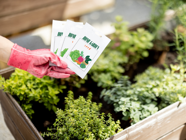 gloved hand holding seed packets, herbs growing in the background