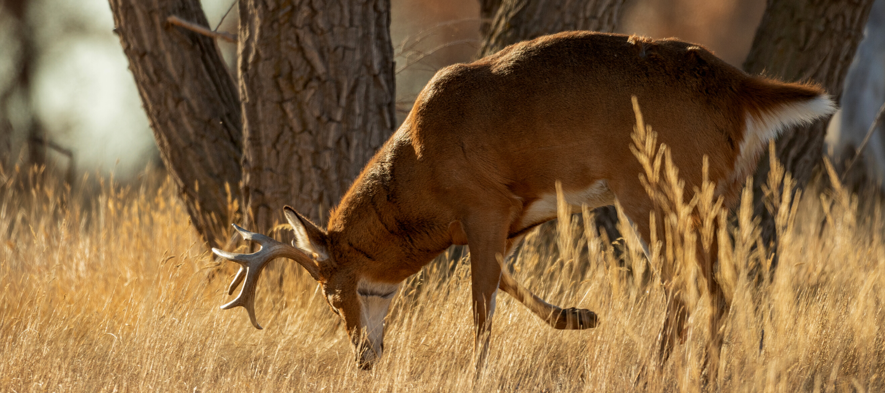 Whitetail Buck pawing and sniffing the ground near a stand of trees