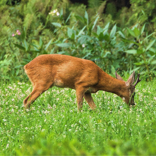 Young buck eating in a clover field