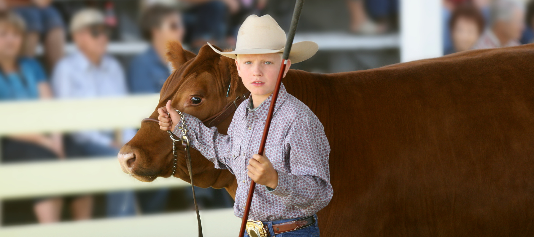 Young boy handling his red angus in the show ring