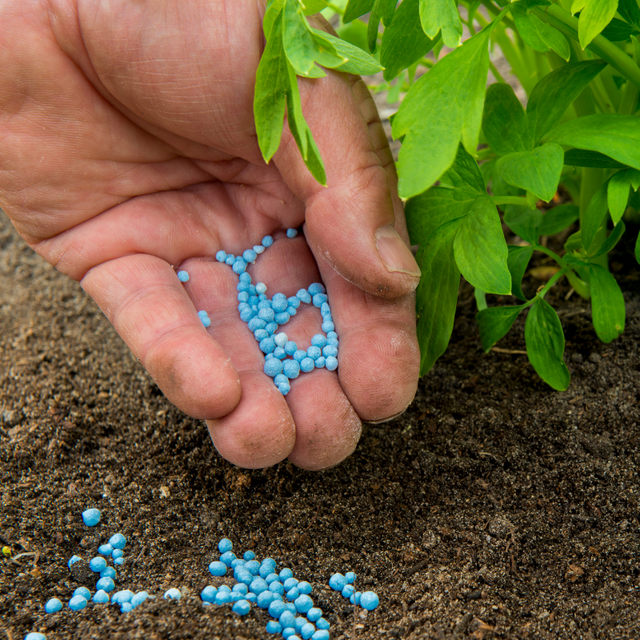 A Hand sprinkling fertilizer around a plant