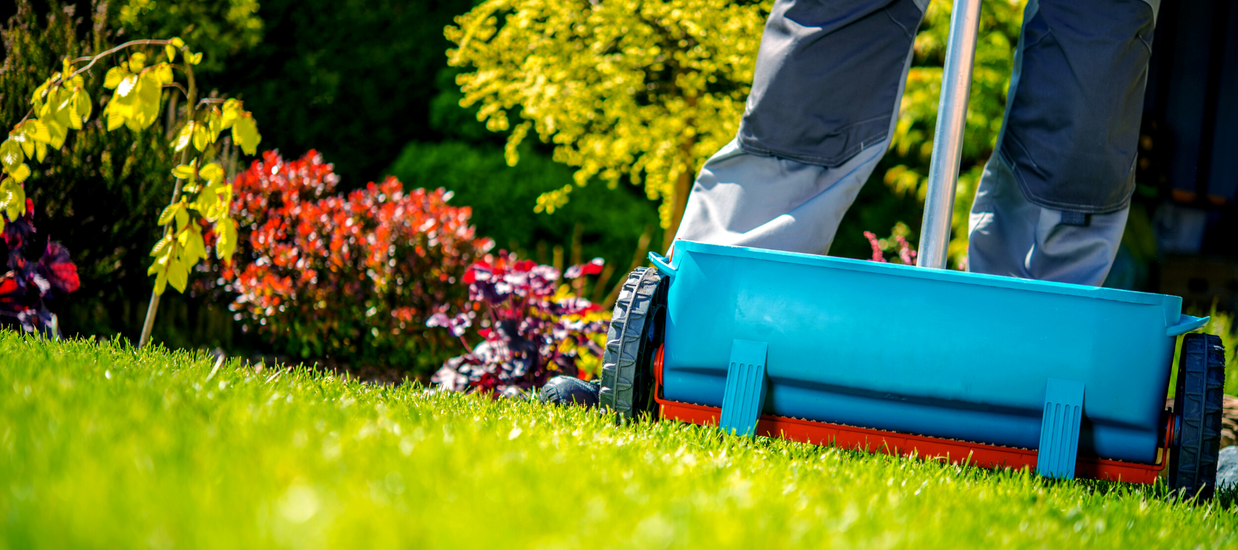  push fertilizer spreader on lawn shrubs in the background