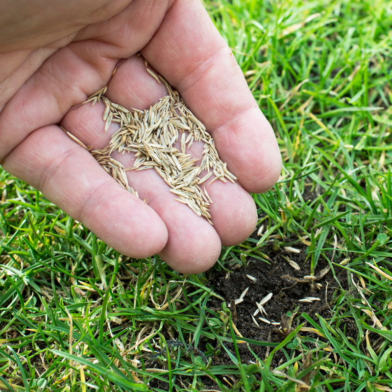 hand sprinkling grass into a bare patch in the lawn