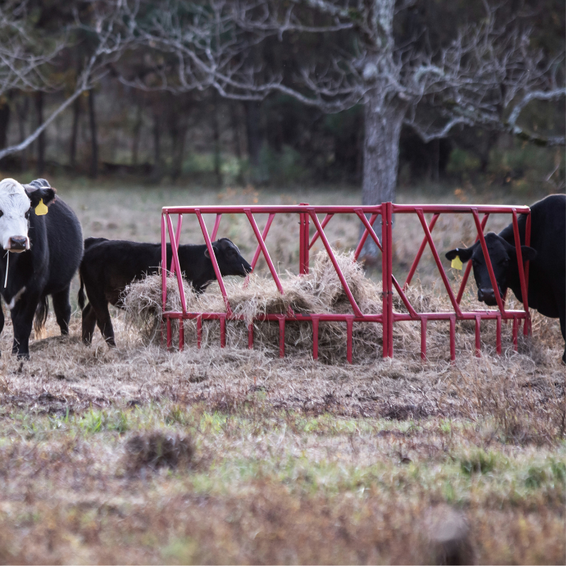 Red metal hay ring in a field surrounded by black cattle