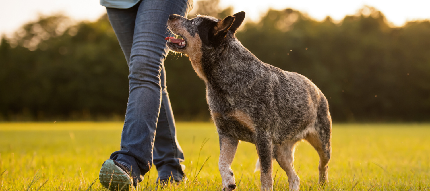 Australian Cattle Dog looking at person walking with him through a field