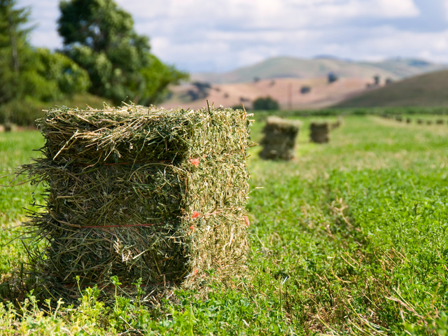 Square bales of hay in the field