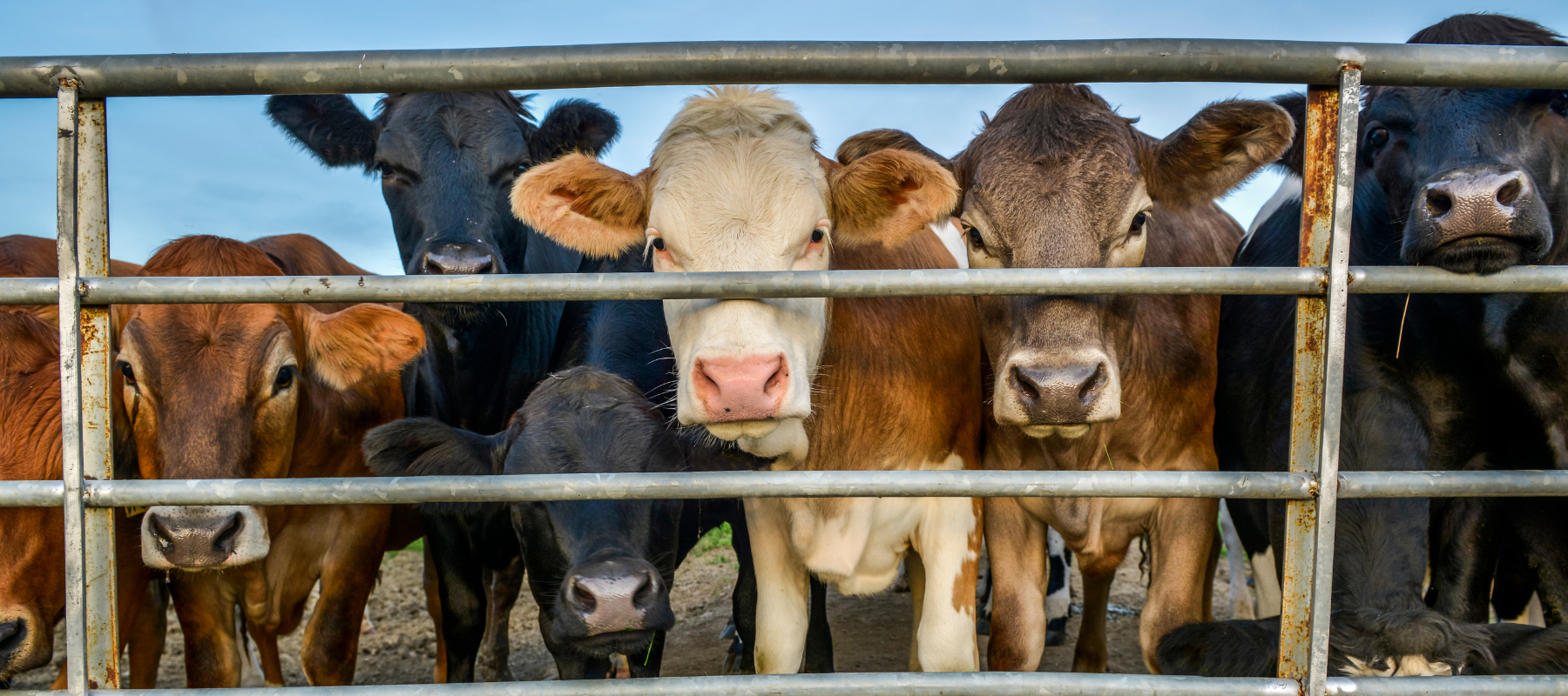 Herd of young beef cattle behind  metal fence panels