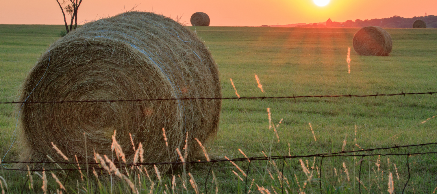 Round bales of hay in the fields at sunset