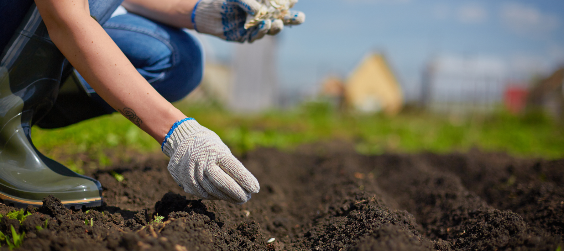 Woman wearing knit gloves, kneeling in freshly turned garden rows, planting seeds