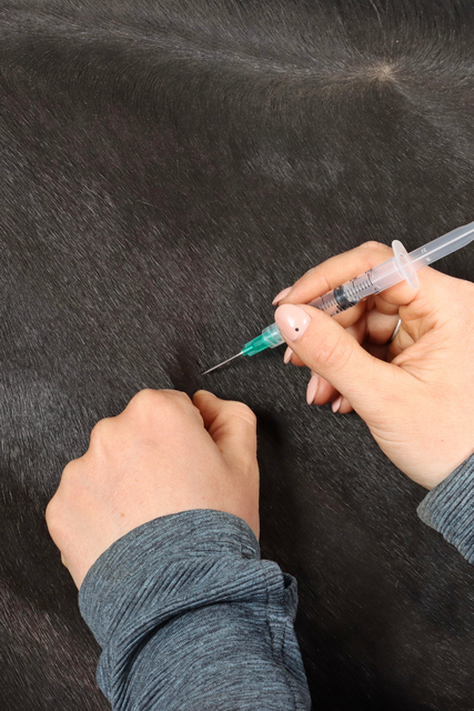 Hands injecting a shot into the neck of a horse