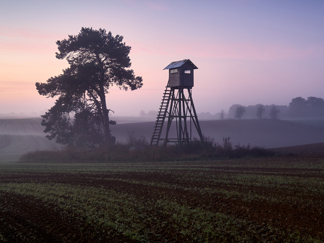 Hunting near a tree stand in the middle of miles of fields. Early morning mist lays over everything