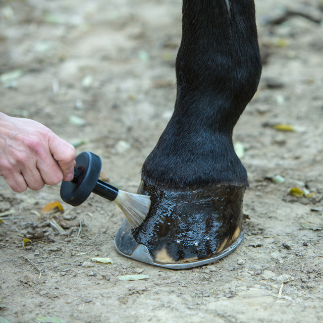 A hand dressing a hoof with hoof black