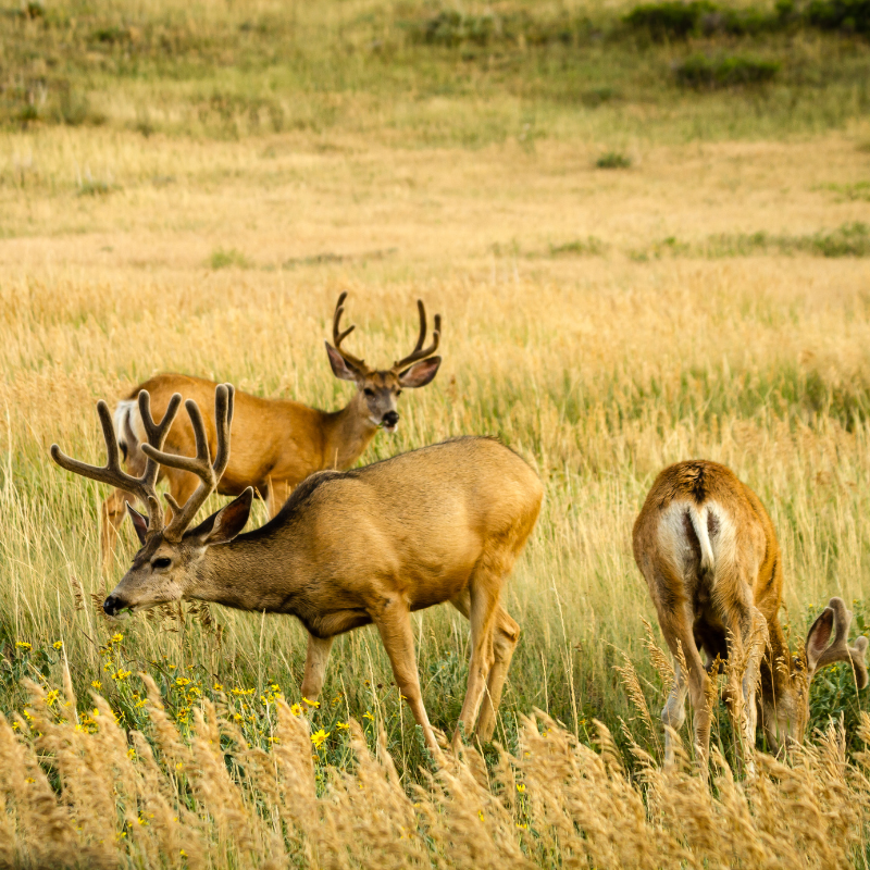 Three mule deer bucks eating grassy field