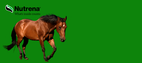 Green background with Nutrena Logo and a bay horse prancing