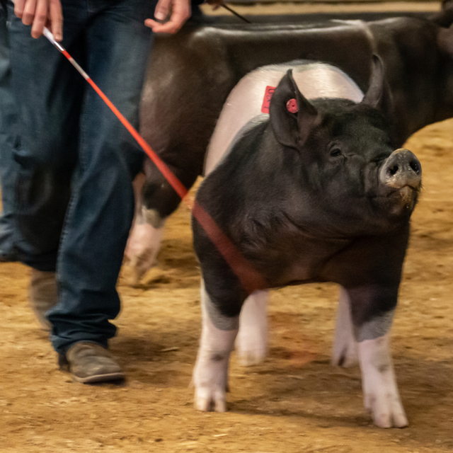 Show pigs in a show ring with handlers