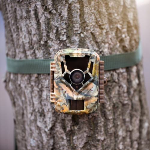 Trail camera strapped to a tree trunk