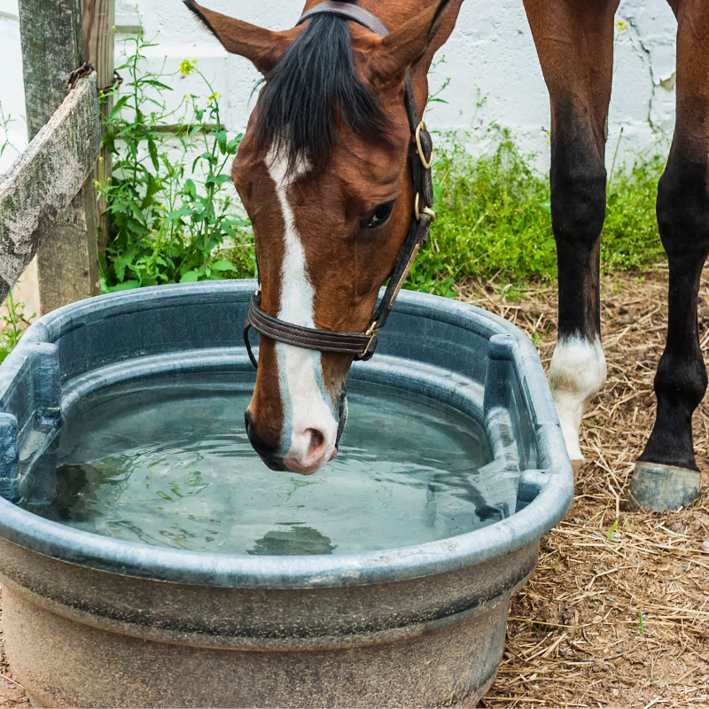 horse drinking from a plastic water trough