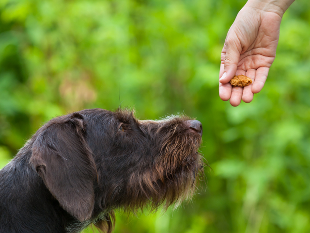 Hand feeding a wire-haired pointer a treat!