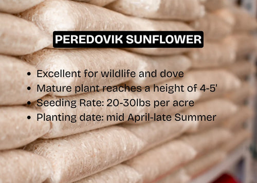 Peredovik Sunflower